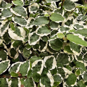 Ficus pumila 'Sunny' – Figuier rampant panaché pour terrarium et intérieur tropical