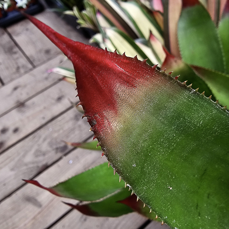 wittmackia superba