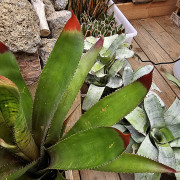 Wittmackia superba | Broméliacée tropicale rare du Brésil
