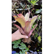 Neoregelia bahiana hybrid