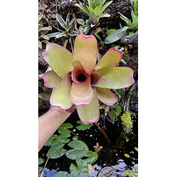 Neoregelia bahiana hybrid
