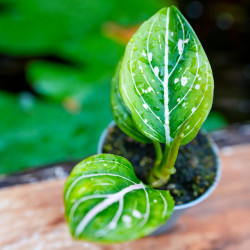 Aglaonema 'Toms Pride'