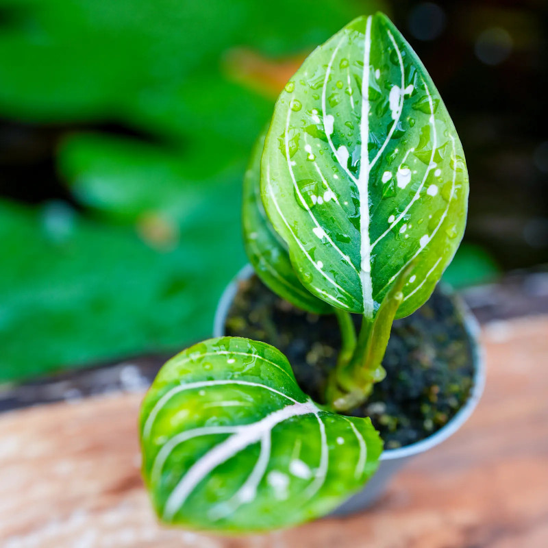 Aglaonema ‘Toms Pride’ – tropical plant