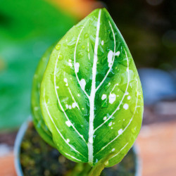 Aglaonema ‘Toms Pride’ – tropical plant