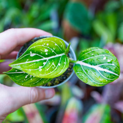 Aglaonema ‘Toms Pride’ – tropical plant