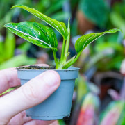 Aglaonema ‘Toms Pride’ – tropical plant