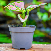 Aglaonema Pink Star – tropical plant