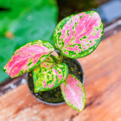 Aglaonema pink star