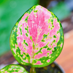 Aglaonema Pink Star – tropical plant