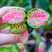Aglaonema Pink Star – tropical plant