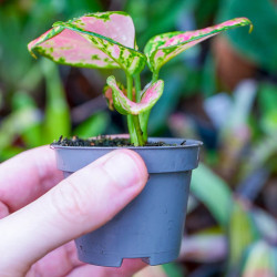 Aglaonema Pink Star – tropical plant