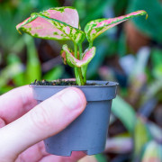 Aglaonema Pink Star – tropical plant