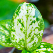 Aglaonema Super White – Rare White Tropical Plant | JungleBox
