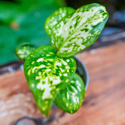 Aglaonema Super White