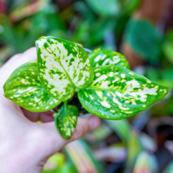 Aglaonema Super White – Rare White Tropical Plant | JungleBox