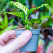 Aglaonema Super White – Rare White Tropical Plant | JungleBox