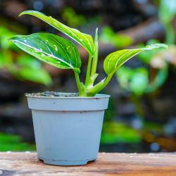 Aglaonema Super White – Rare White Tropical Plant | JungleBox