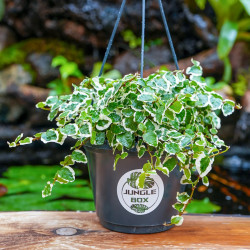 Ficus pumila 'Sunny' – Figuier rampant panaché pour terrarium et intérieur tropical