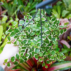 Ficus pumila 'Sunny' – Figuier rampant panaché pour terrarium et intérieur tropical