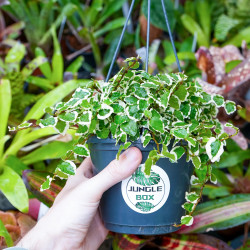 Ficus pumila 'Sunny'
