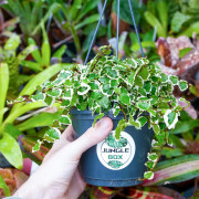 Ficus pumila 'Sunny'