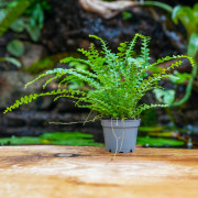Nephrolepis exaltata 'Duffy' – Compact Tropical Fern for Terrarium