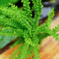 Nephrolepis exaltata 'Duffy' – Compact Tropical Fern for Terrarium