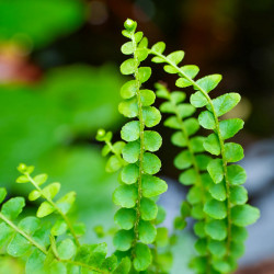 Nephrolepis exaltata 'Duffy'