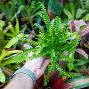 Nephrolepis exaltata 'Duffy' – Fougère tropicale compacte pour terrarium