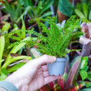 Nephrolepis exaltata 'Duffy' – Compact Tropical Fern for Terrarium
