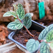 Pellionia pulchra – Plante tropicale retombante pour terrarium | JungleBox