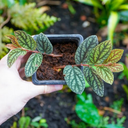 Pellionia pulchra – Plante tropicale retombante pour terrarium | JungleBox