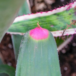neoregelia spectabilis