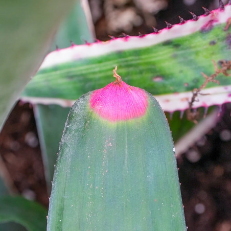 neoregelia spectabilis