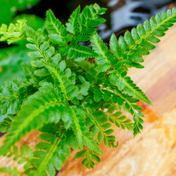copy of Pteris quadriaurita 'Tricolor'