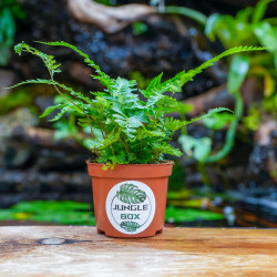 Rumohra adiantiformis 'Variegata' – Fougère panachée tropicale pour terrarium