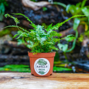 copy of Pteris quadriaurita 'Tricolor'