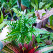 copy of Pteris quadriaurita 'Tricolor'