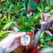 Rumohra adiantiformis 'Variegata' – Fougère panachée tropicale pour terrarium