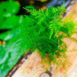 Asparagus setaceus