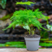 Asparagus setaceus (lace asparagus fern) is a tropical plant with fine, feathery decorative foliage. Ideal for bright indoor spa
