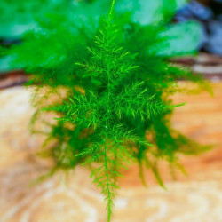 Asparagus setaceus (lace asparagus fern) is a tropical plant with fine, feathery decorative foliage. Ideal for bright indoor spa