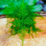 Asparagus setaceus (lace asparagus fern) is a tropical plant with fine, feathery decorative foliage. Ideal for bright indoor spa