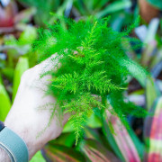 Asparagus setaceus (lace asparagus fern) is a tropical plant with fine, feathery decorative foliage. Ideal for bright indoor spa