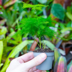 Asparagus setaceus (lace asparagus fern) is a tropical plant with fine, feathery decorative foliage. Ideal for bright indoor spa
