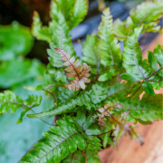 Pteris quadriaurita 'Tricolor'