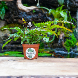 Pteris quadriaurita 'Tricolor'