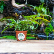 Pteris quadriaurita 'Tricolor'