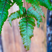 Pteris quadriaurita 'Tricolor'