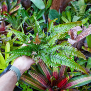 Pteris quadriaurita 'Tricolor'